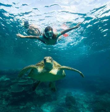 southern great barrier reef snorkeling