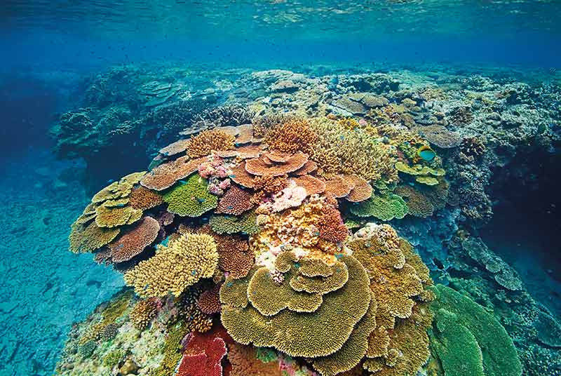 southern great barrier reef coral