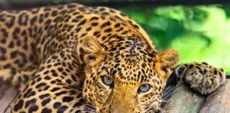 sri lanka itinerary 10 days