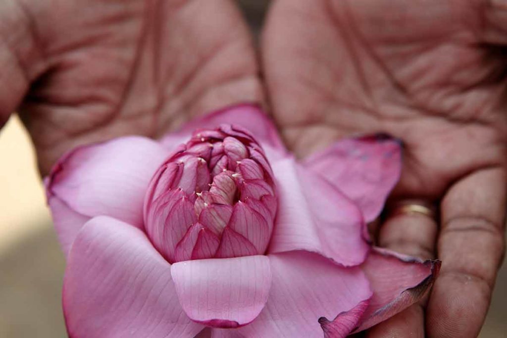 beautiful flower petals in a hand in galle