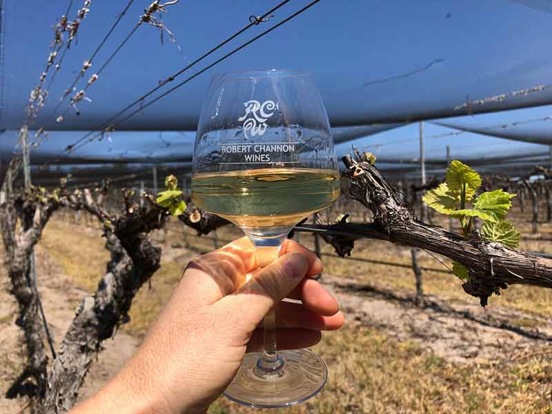 wine glass and vines at Robert Channon Wines 2