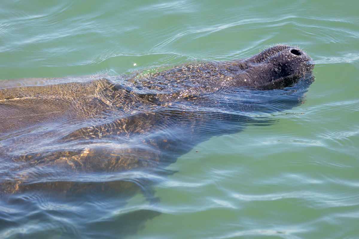 A Wild Manatee Takes A Breath In Florida, USA