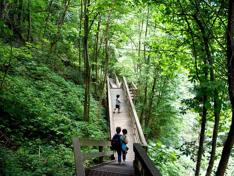 boardwalk flanked by lush forest on the amicalola falls hike with a woman carrying a child