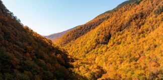 trees in fall on a mountainside in smugglers notch