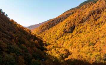trees in fall on a mountainside in smugglers notch