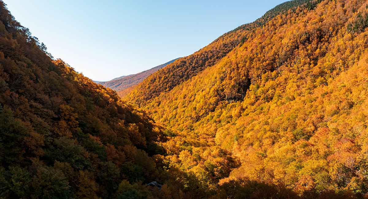 trees in fall on a mountainside in smugglers notch