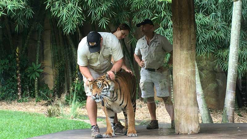 steve irwin zookeepers handling a tiger