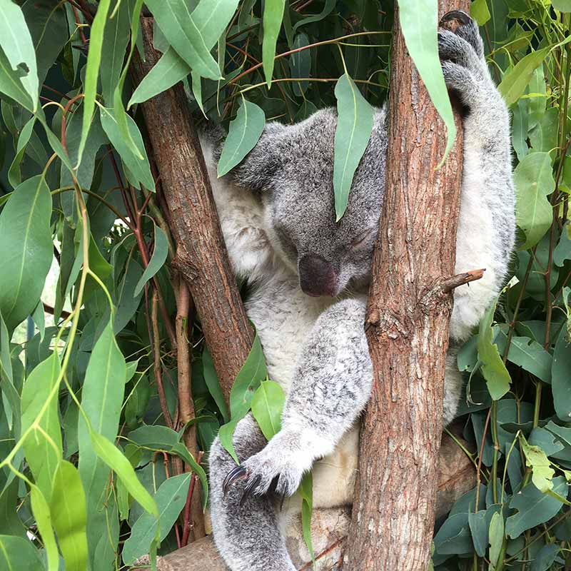 steve irwin zoo koala