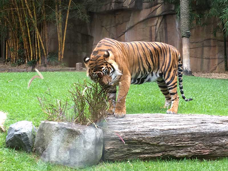 steve irwin zoo tiger