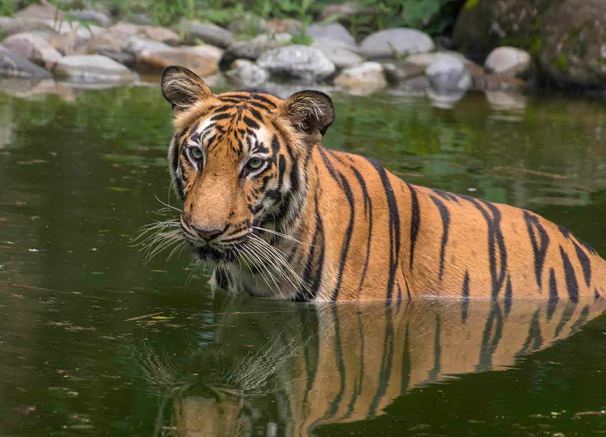 sunderbans national park india tiger in a swamp