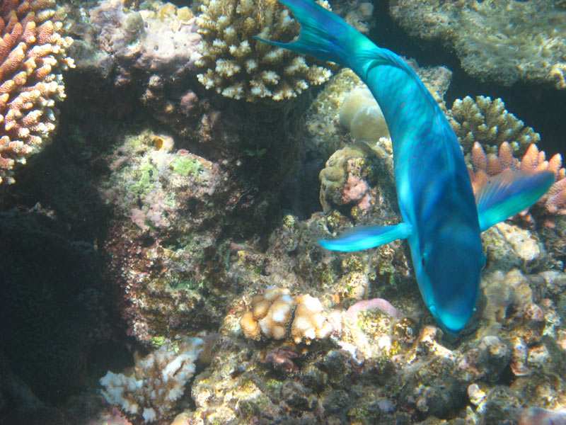 Low Isles snorkeling for blue fish and coral