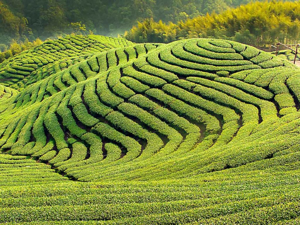taiwan attractions tea plantations