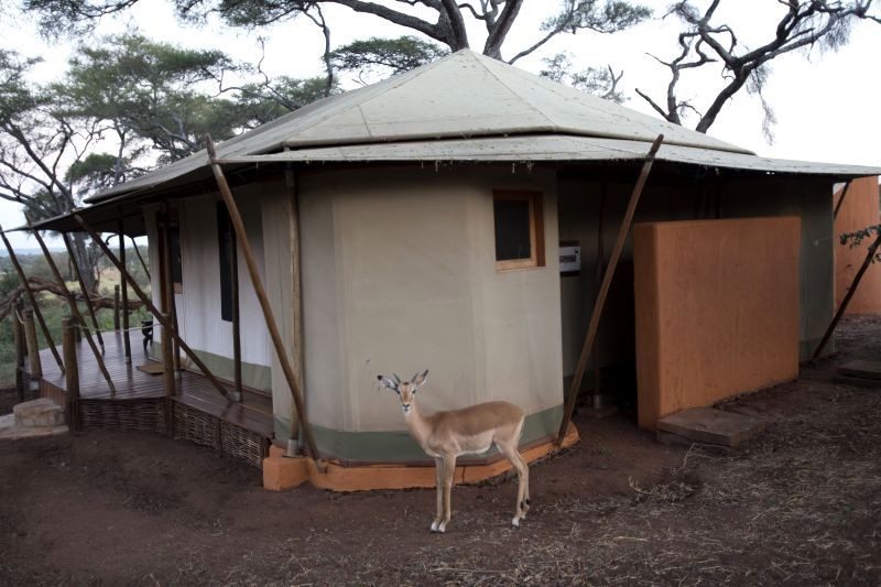 Deer outside an African glamping tent in Tanzania