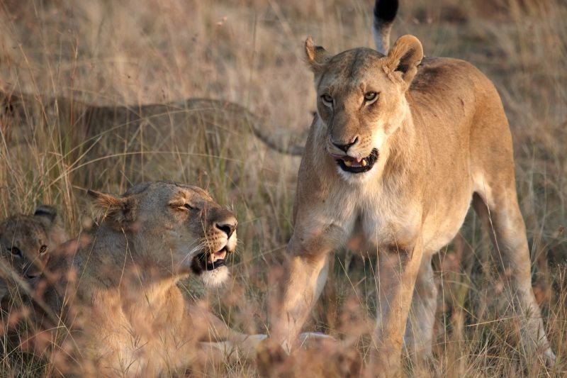 Africa glamping neat the lions near the Masai mara