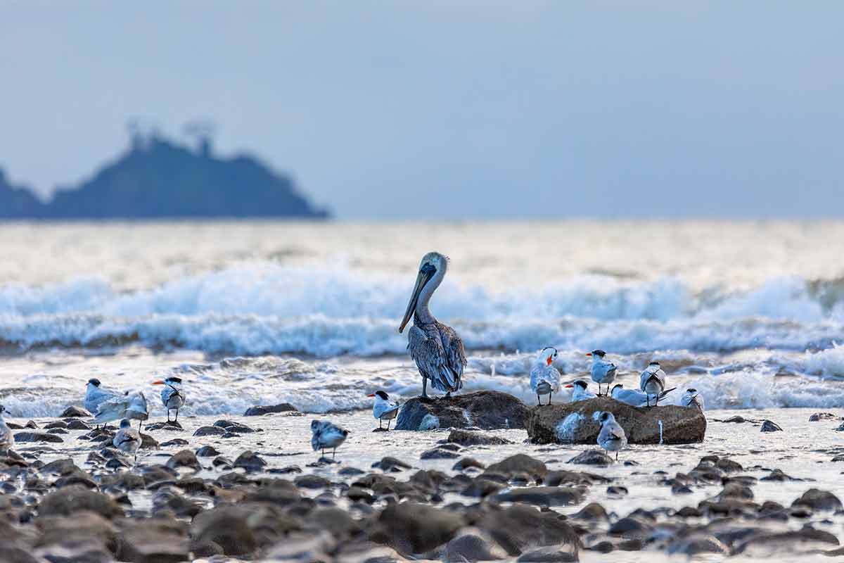 tarcoles beach costa rica birds