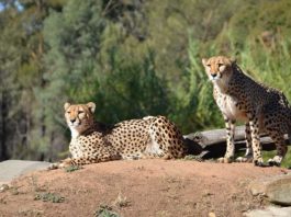 Dubbo Zoo cheetahs