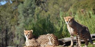 Dubbo Zoo cheetahs