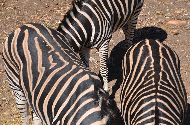 Taronga Western Plains Zoo Zebras