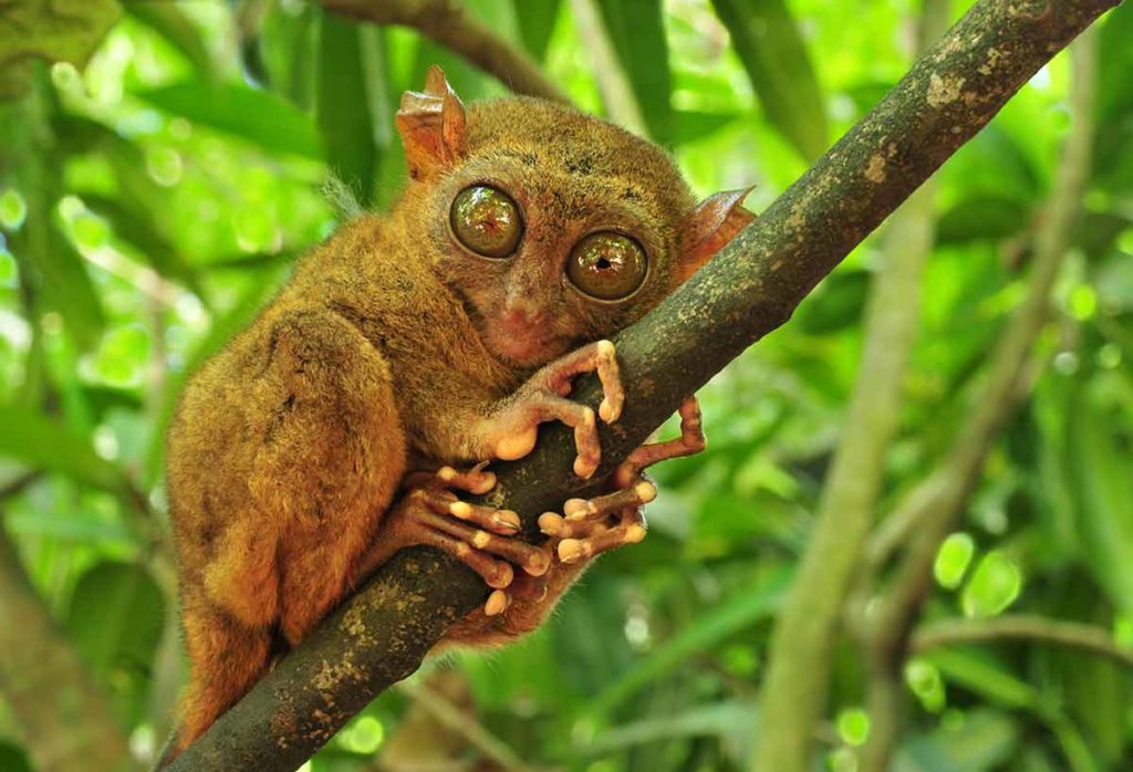 tarsier in Philippines
