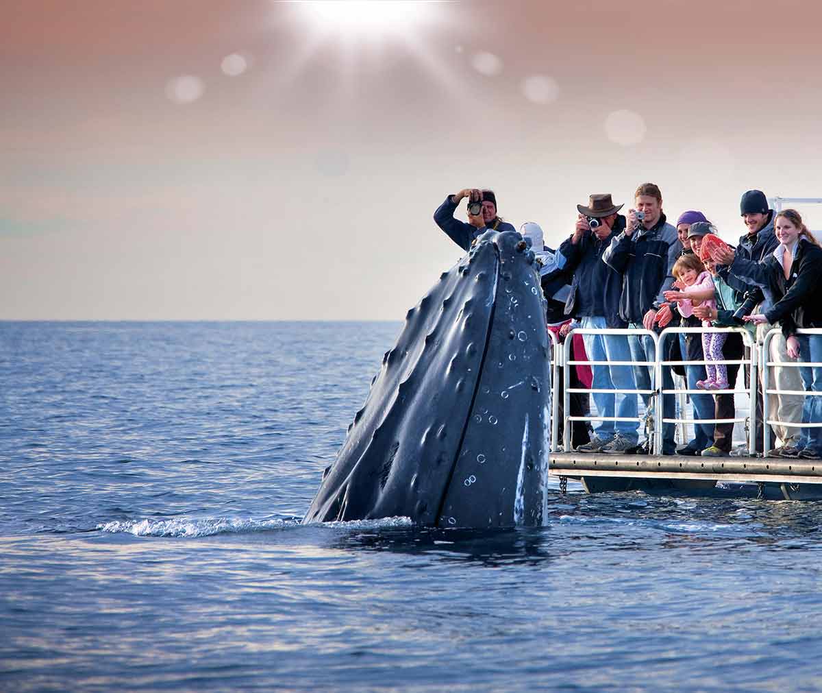 whale watching season Hervey Bay