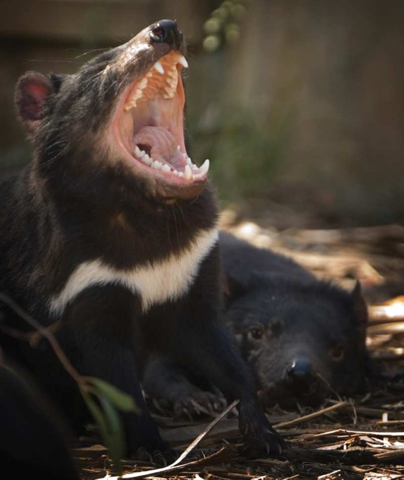 Tasmanian devil facts