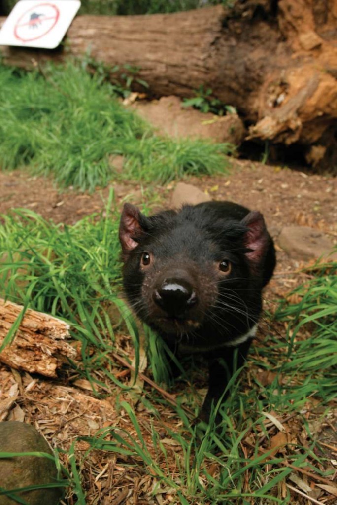 Tasmanian devil facts