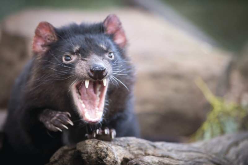 Tasmanian Devil Facts - 7 Things You Didnt Know and 5 Places To See