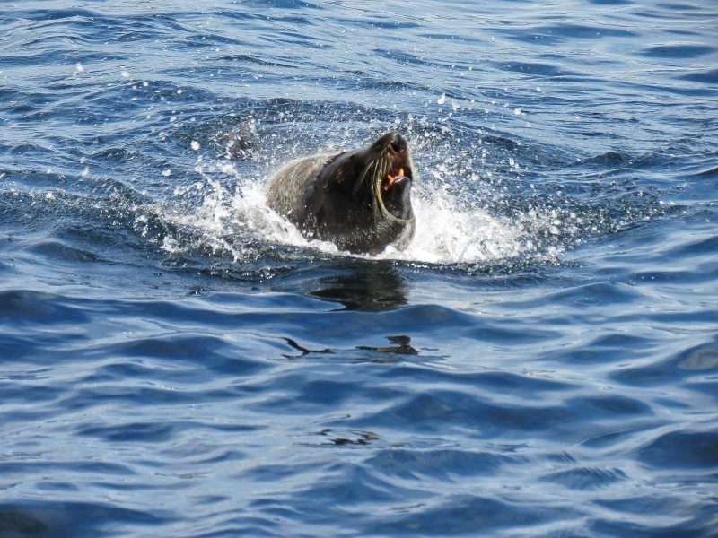 Tasmanian seals