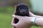 5 Amazing Facts About Tasmanian Devils Most People Never Learn Tasmanian devil