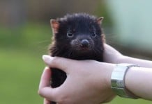5 Amazing Facts About Tasmanian Devils Most People Never Learn Tasmanian devil