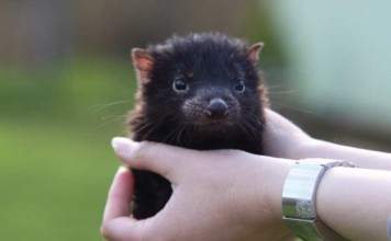 Tasmanian devil