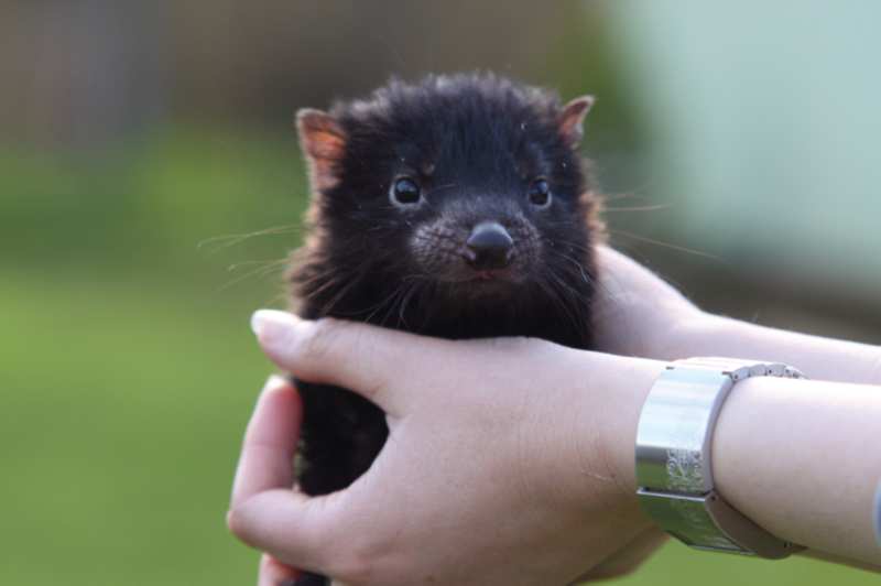 Interesting fun facts about tasmanian devils - Tourism Australia