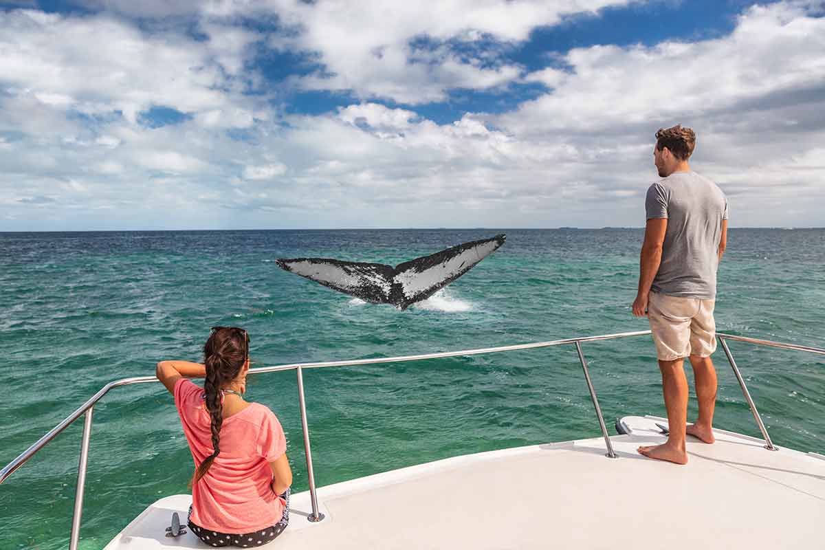 Whale watching boat tour