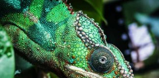 chameleon green planet dubai