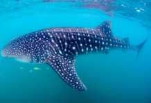 things to do La Paz Mexico whale shark