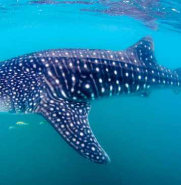 things to do La Paz Mexico whale shark