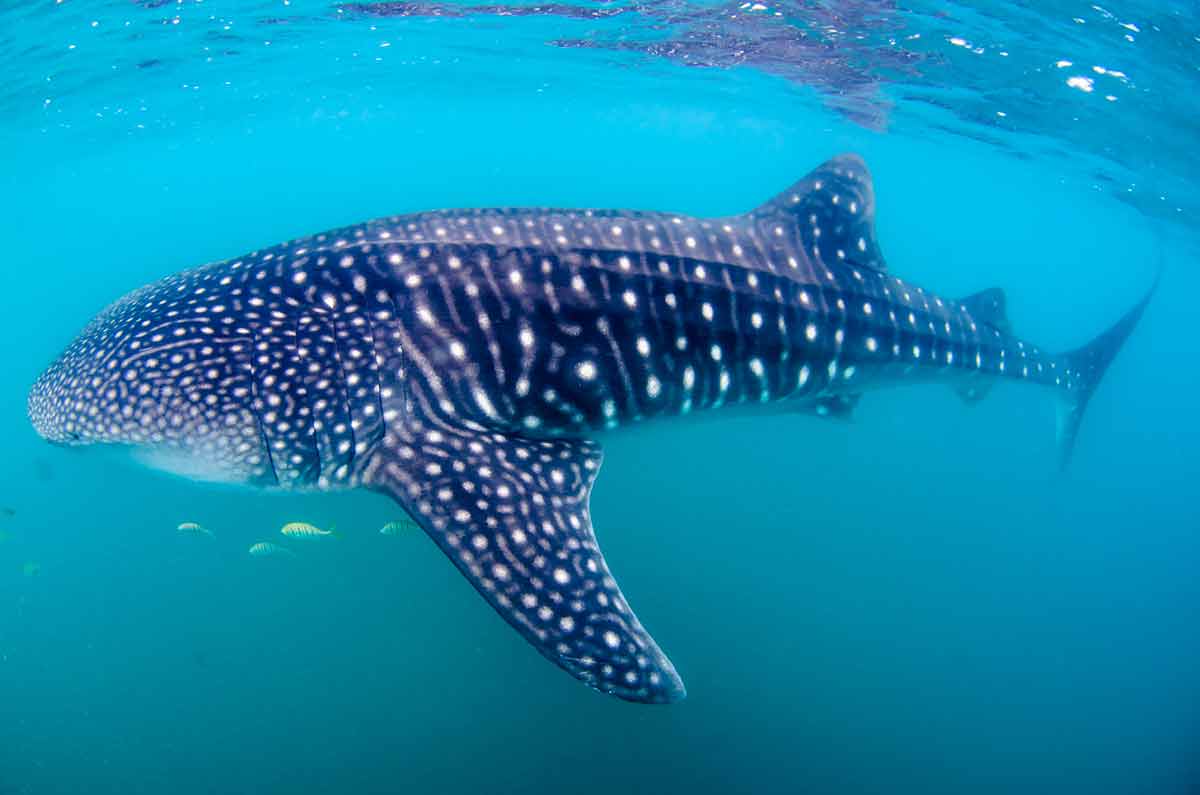 things to do La Paz Mexico whale shark