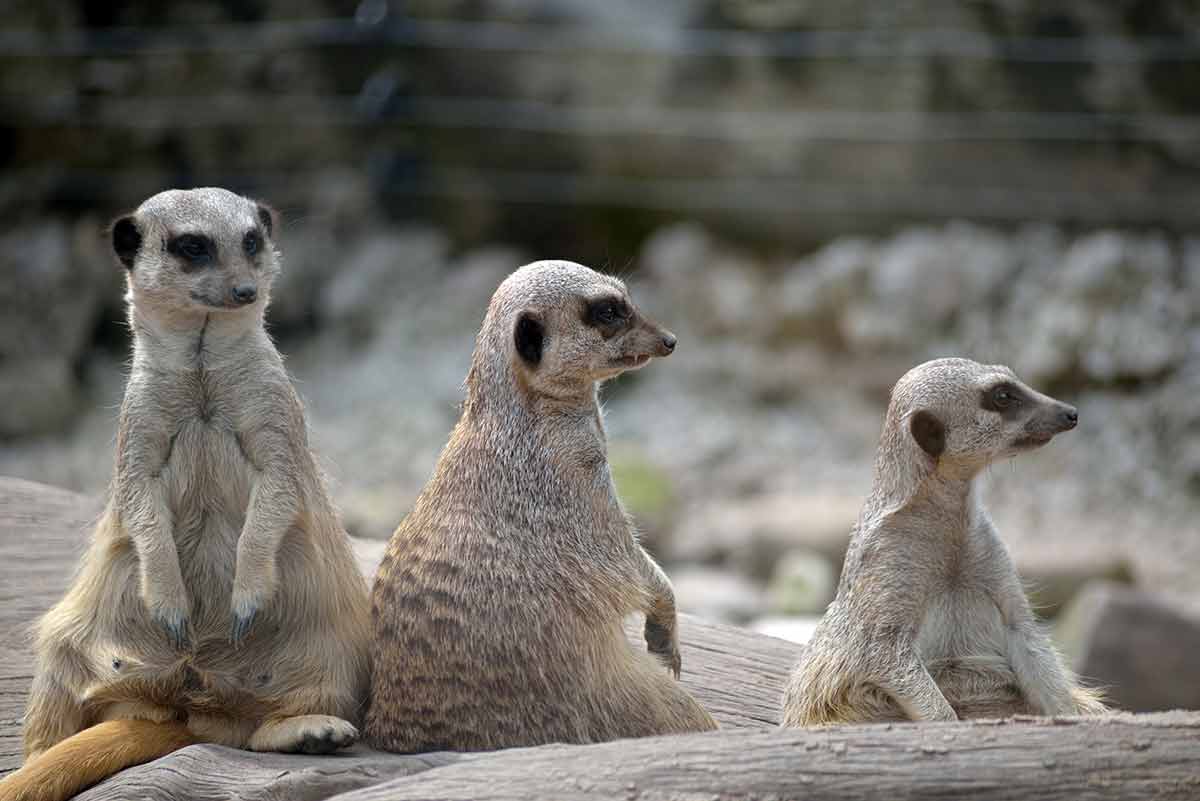 things to do and see in cork three meerkats in Fota Wildlife Park