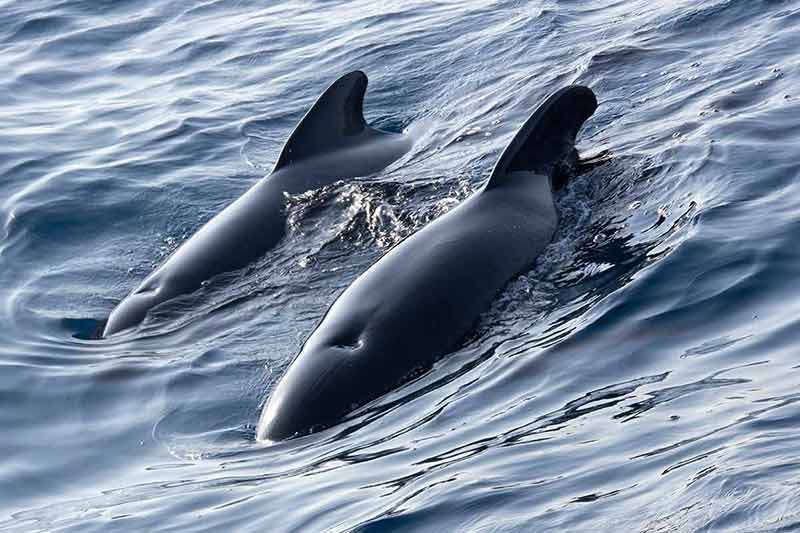 things to do and see in gibraltar two long-finned Pilot Whale, Straits of Gibraltar Natural Park