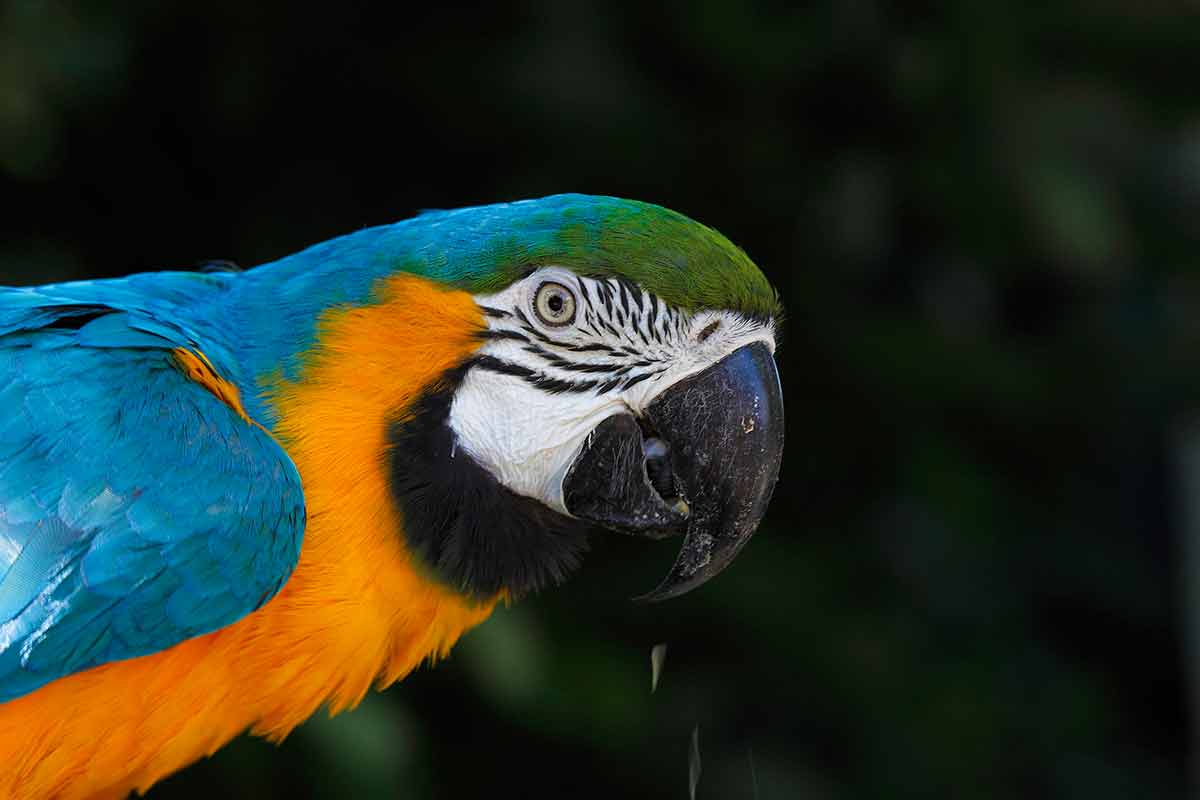 things to do and see in la paz mexico parrot with blue, green and orange colouring