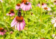 20 Best Things To Do In Appleton Wisconsin things to do appleton