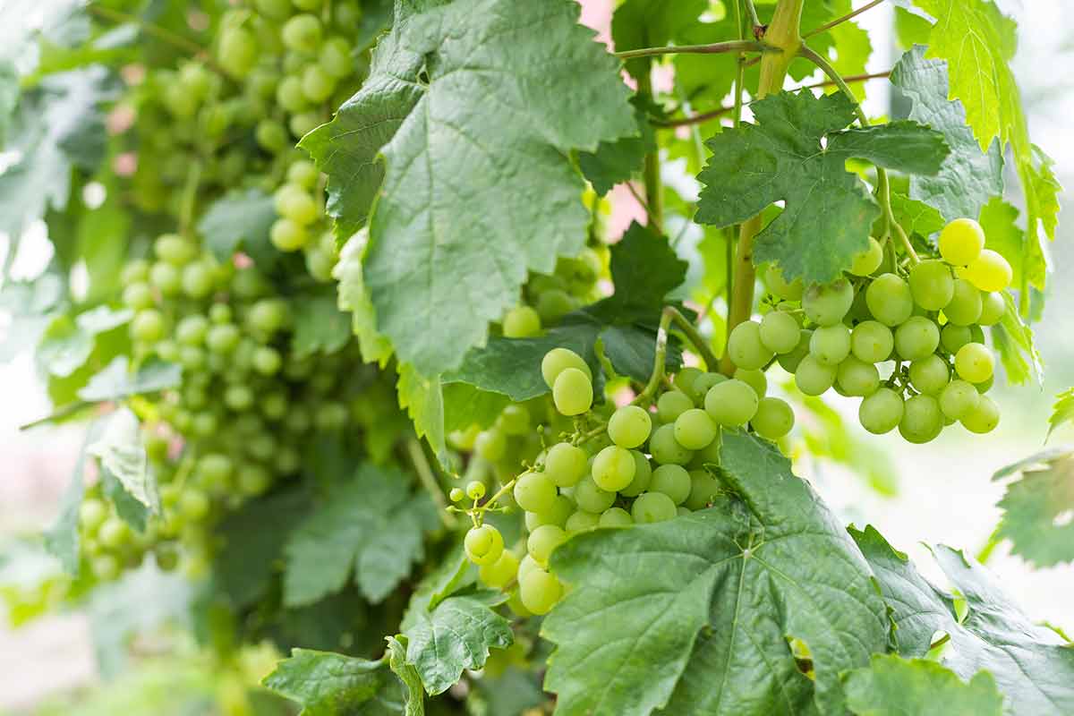 green grapes in a vineyard