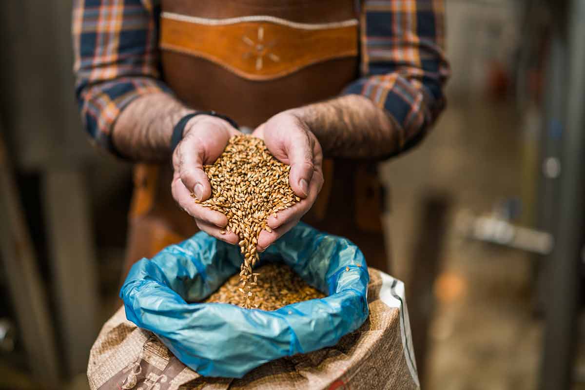 things to do in Florence Oregon this weekend Master brewer examining the barley seeds before they enter production.