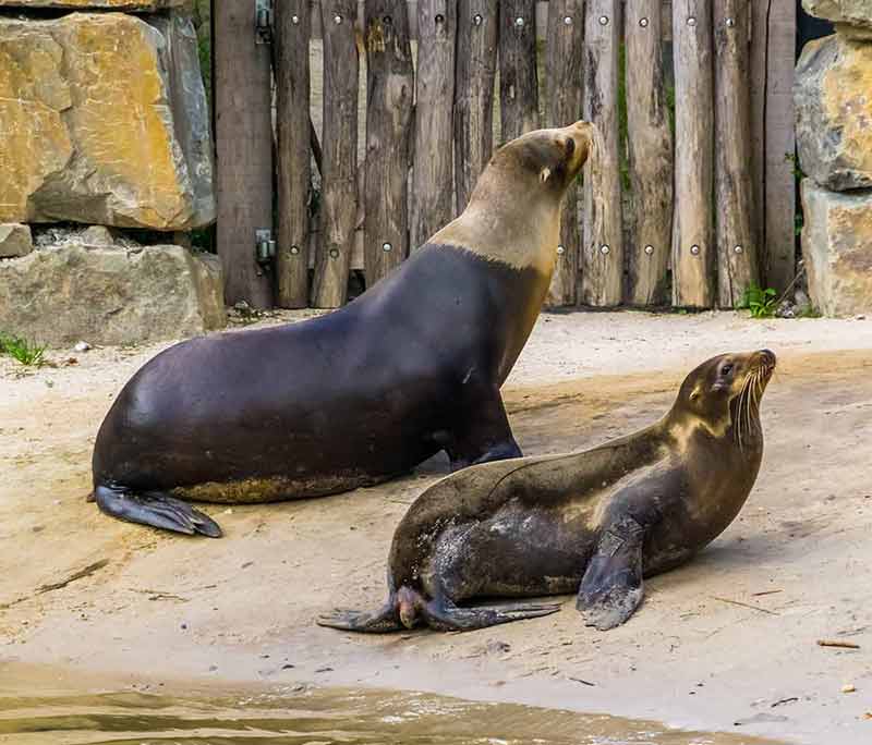 things to do in Laguna Beach Pacific Marine Mammal Centre