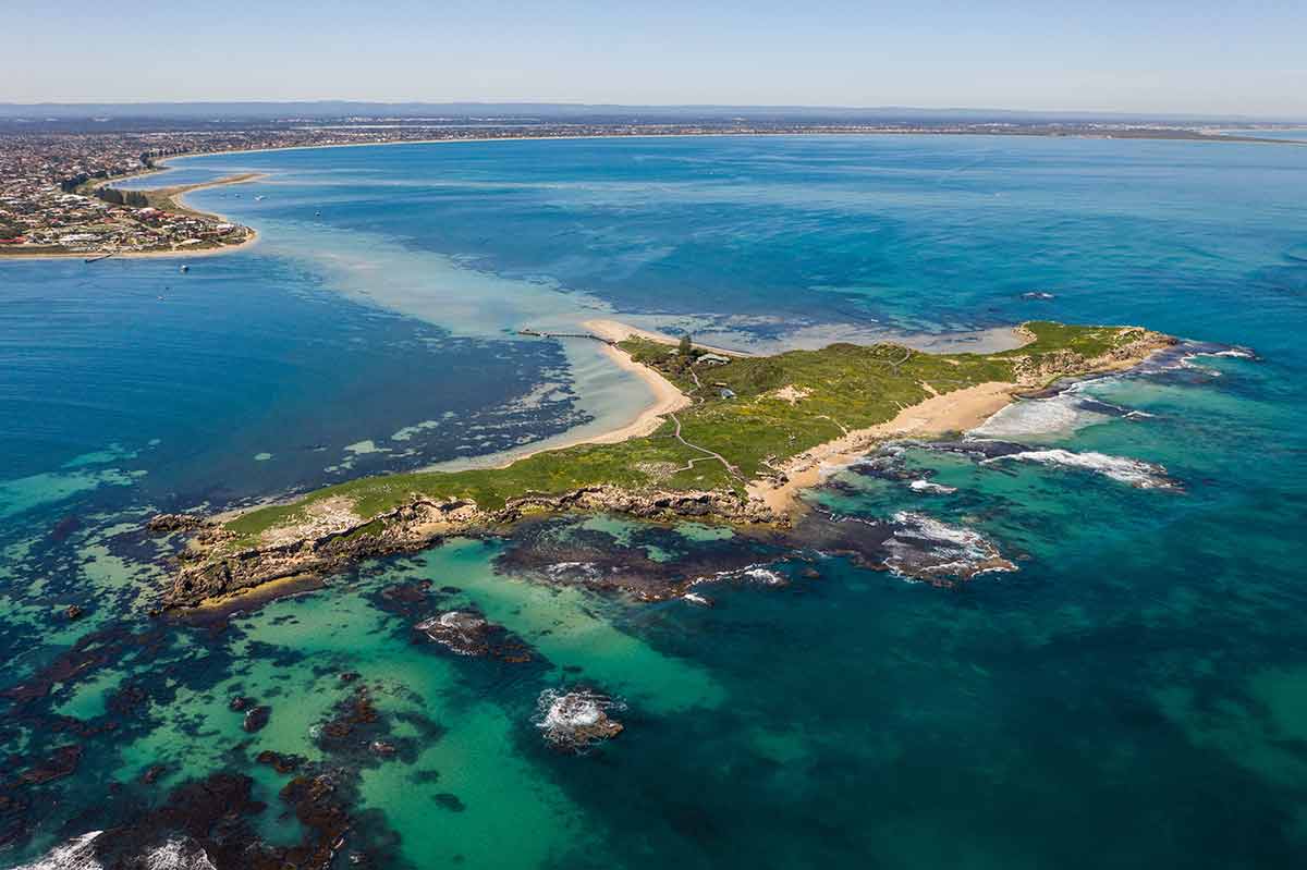 things to do in Perth for free Penguin Island