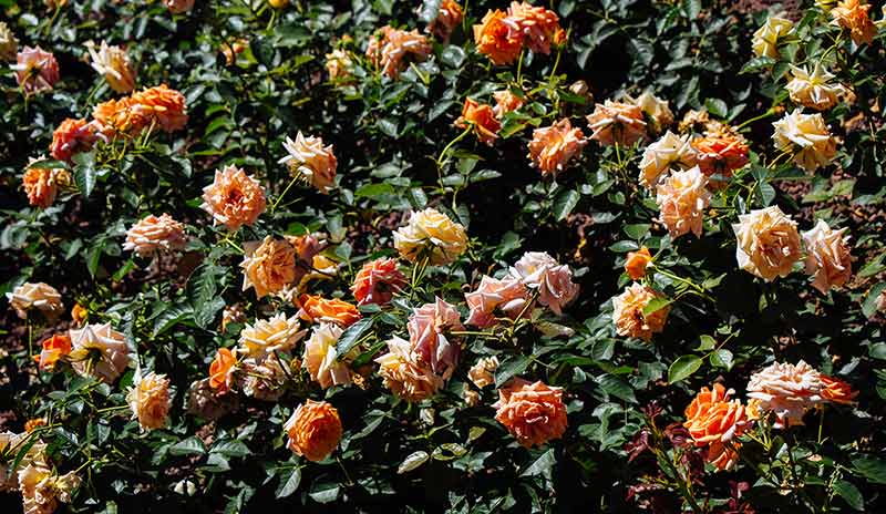 Colorful Roses In A Rose Garden