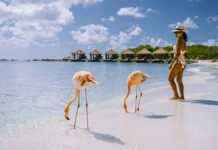 Flamingo Beach In Aruba Island Caribbean