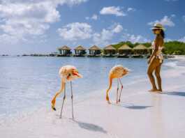 Flamingo Beach In Aruba Island Caribbean