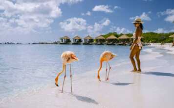 Flamingo Beach In Aruba Island Caribbean
