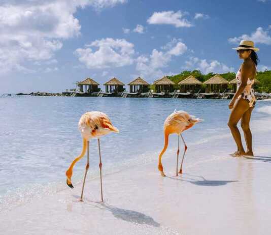 Flamingo Beach In Aruba Island Caribbean